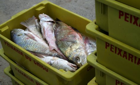 Plantas para el proceso y enlatado de pescado